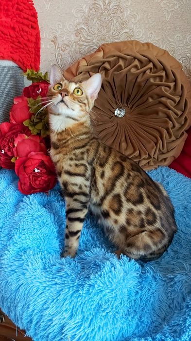 Мини Леопард! БЕНГАЛЬСКИЕ Детки!