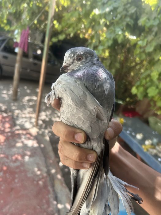 Кептер голуби сатылады продается