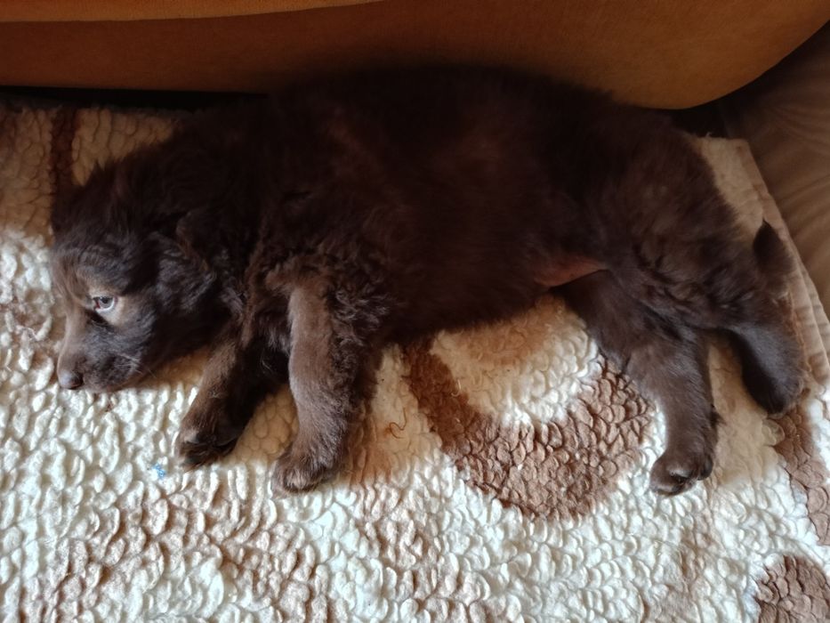 Шоколадный ребенок