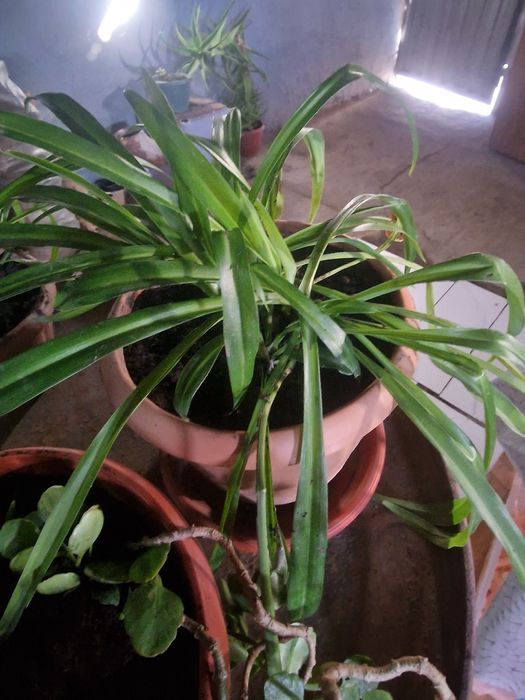 Продам домашние растения