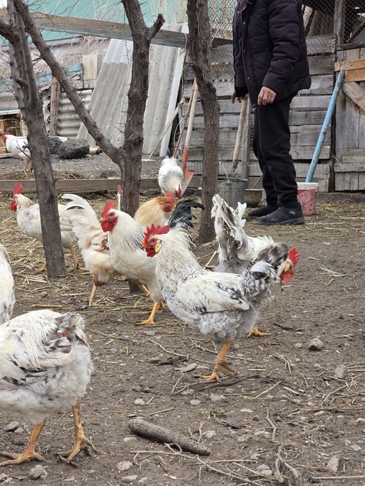 Семиз кораздар , продаю петухов