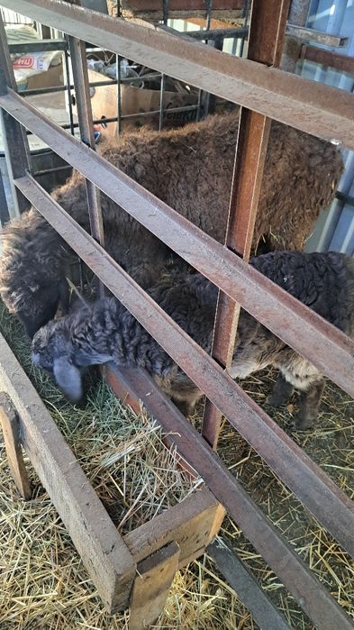 Кой козысымен 2 ай болды