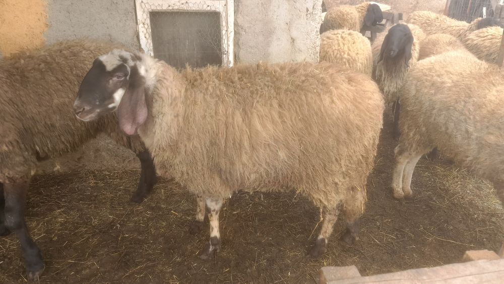 Oi Bergamasca de vânzare