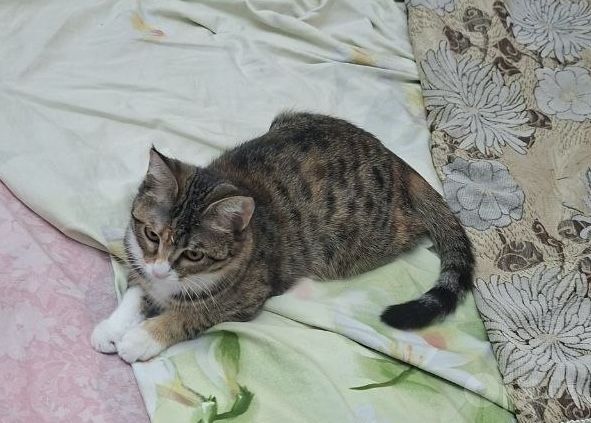 отдам в хорошие руки котенка девочка