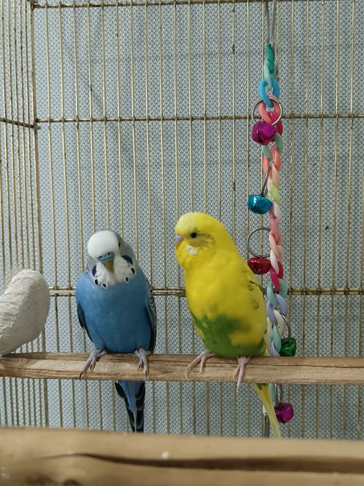 Пара волнистых попугаев (Самец и самка)