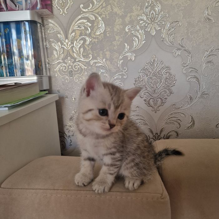 Котята котята котята