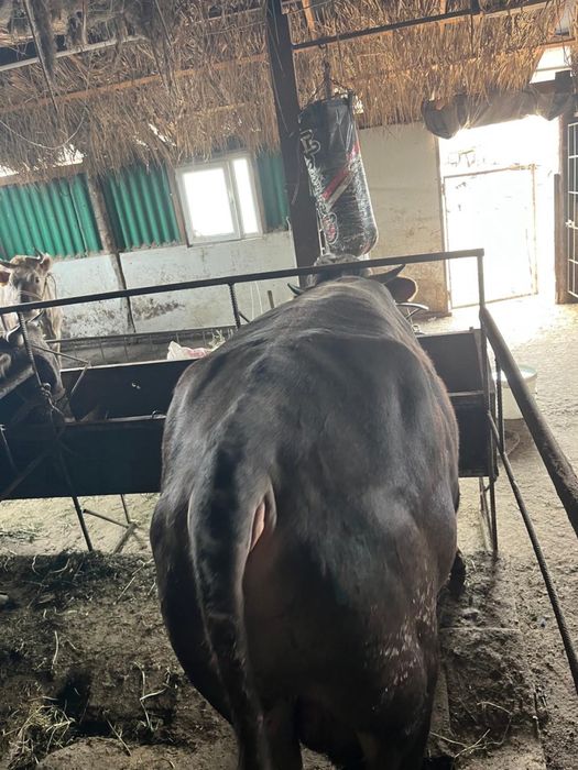 Срочно продаются бычки