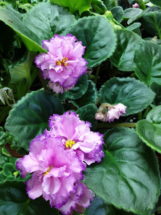 Фиалка сортовая, цветущая