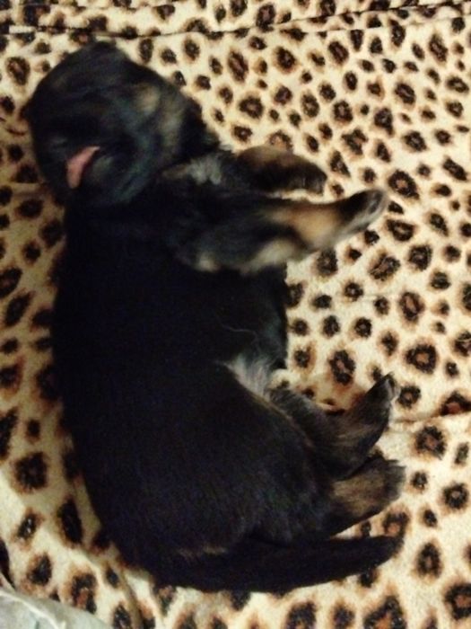 Щенок немецкой овчарки