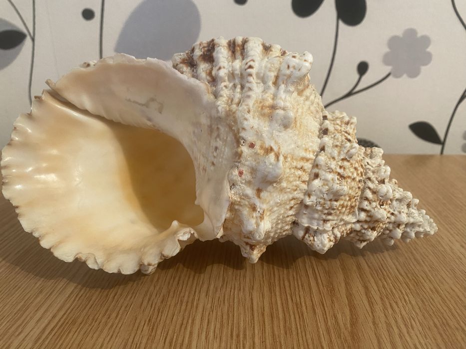 Морская ракушка натуральная