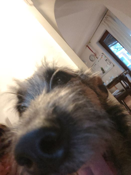 Donez pui femelă cățel