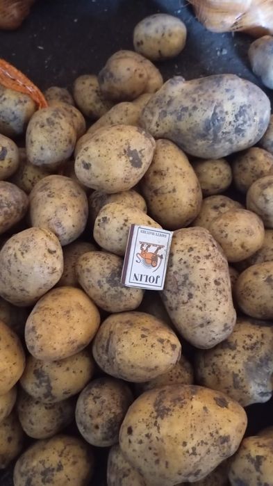 Продажа картофеля