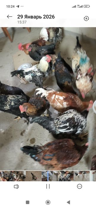 Продам молодых питухов