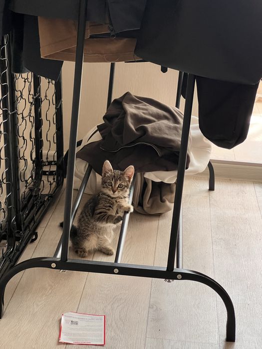 Котенок 3 месяца