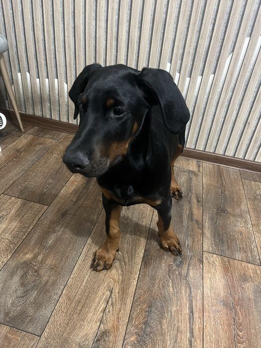 Продам добермана