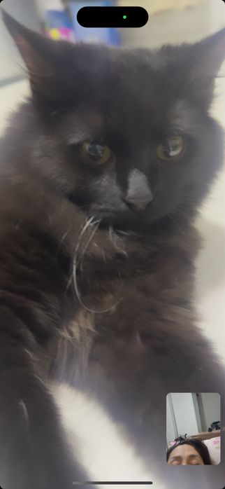 Koтенок по кличке Марсель