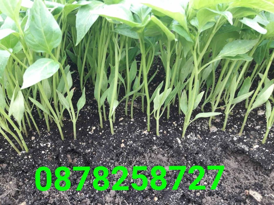 Продавам  разсад за Пипер и Домати и др.
