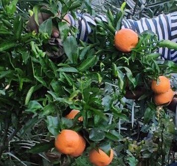 Апельсины, мандарины.