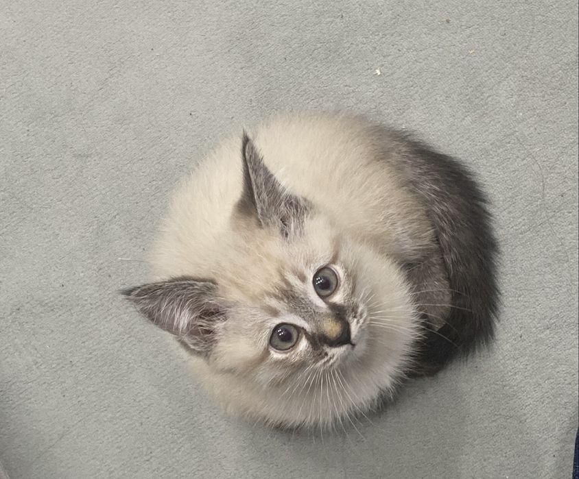 котик, девочка 3 мес