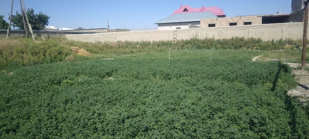 Agro sanoat kolej orqasiga