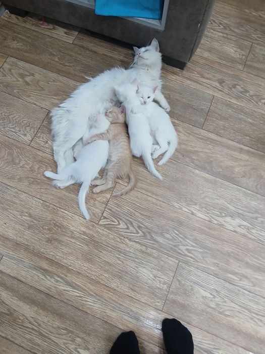Очень милые кошечки