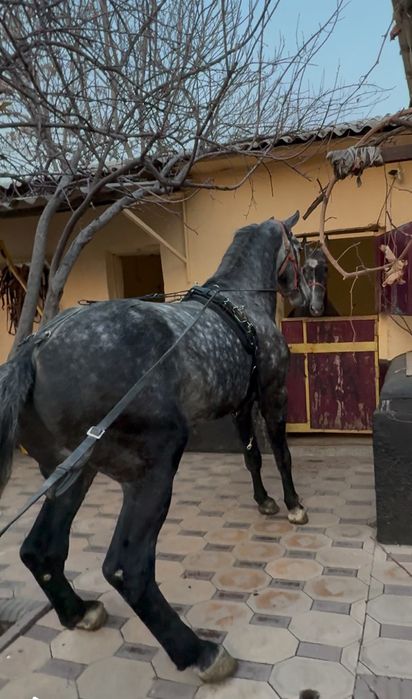 Продам Коня Орловец рост 1,75