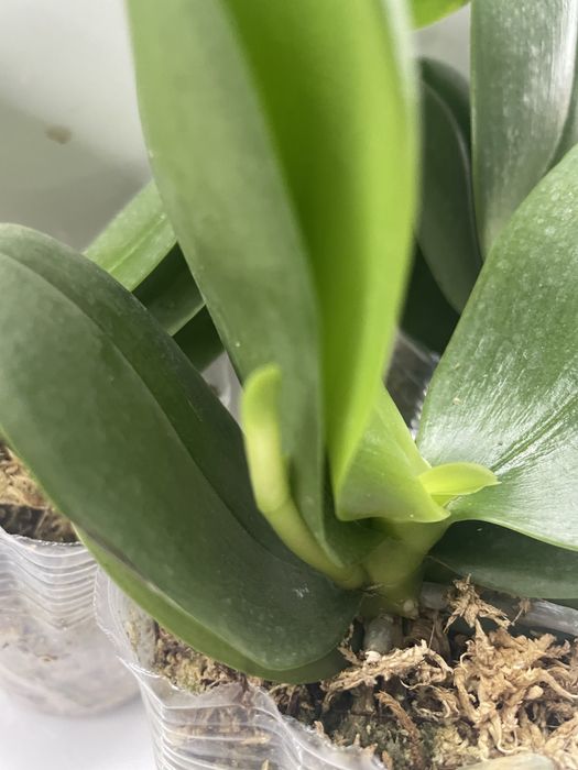 Орхидеи по 2500т