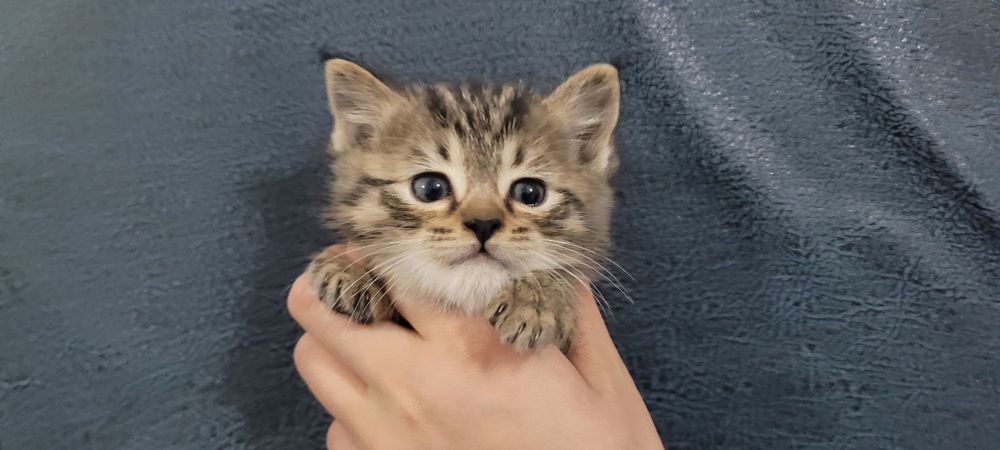 Очаровательный котёнок ищет хозяев