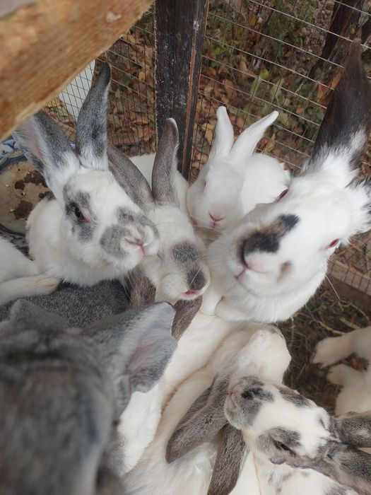 Quyonlar sotiladi /Кролики хорошо ухоженные