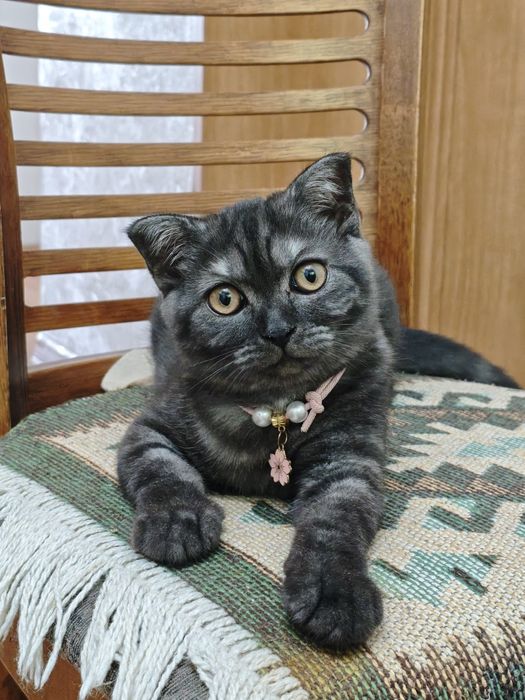 Продам котенка скотиш фолд