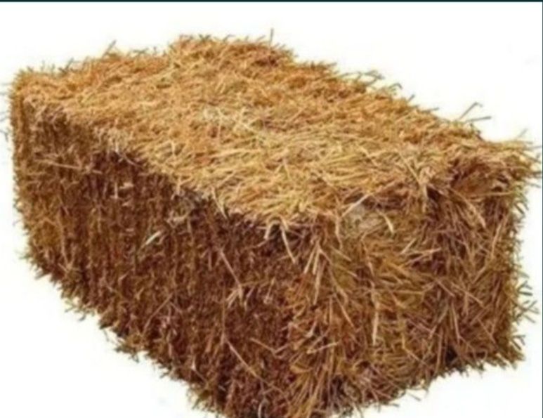 Somon Samon lömbozga suvoga toy press