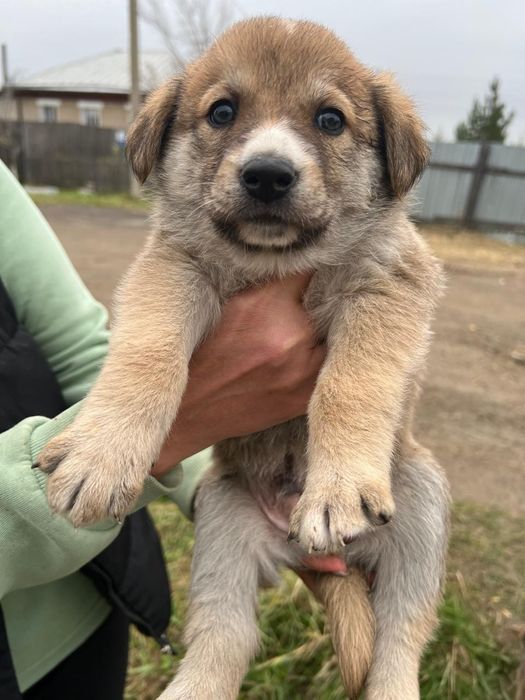 Щенки в добрые руки