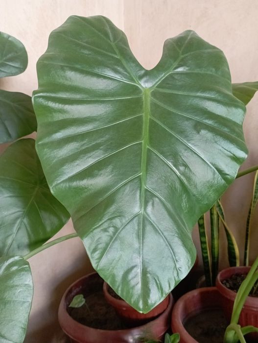 Гуллар сотилади арзон