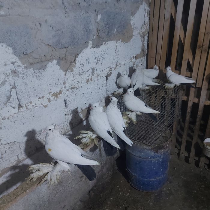 Чернахвость чубати старапародный игравые