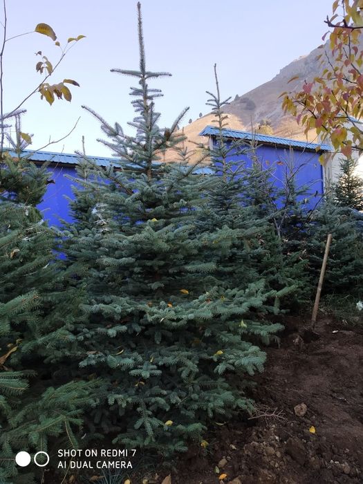 Ёлки России ( ел ) арча