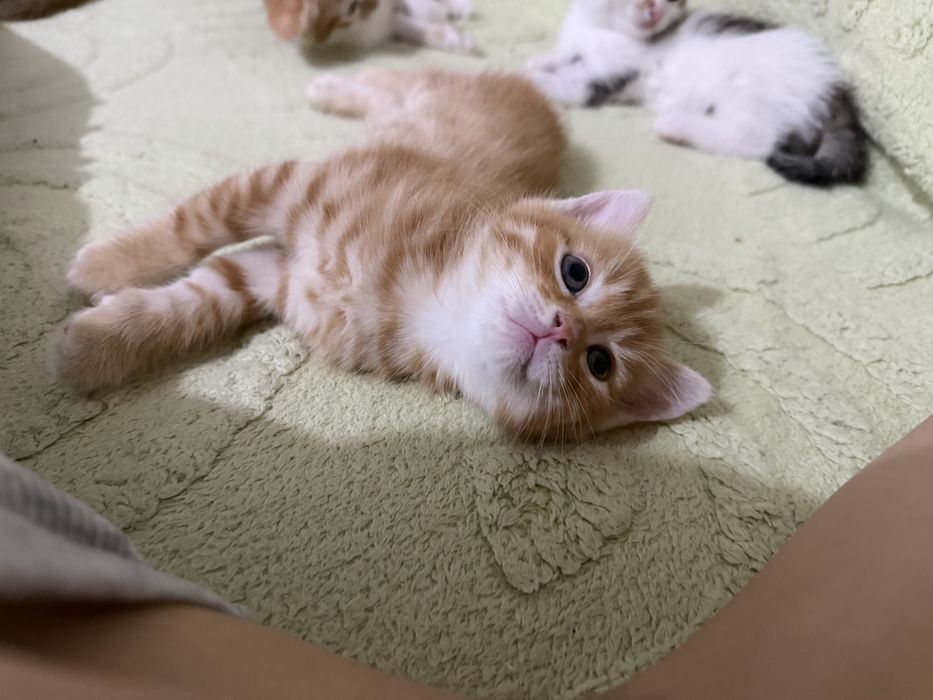 Вислоухие котятя