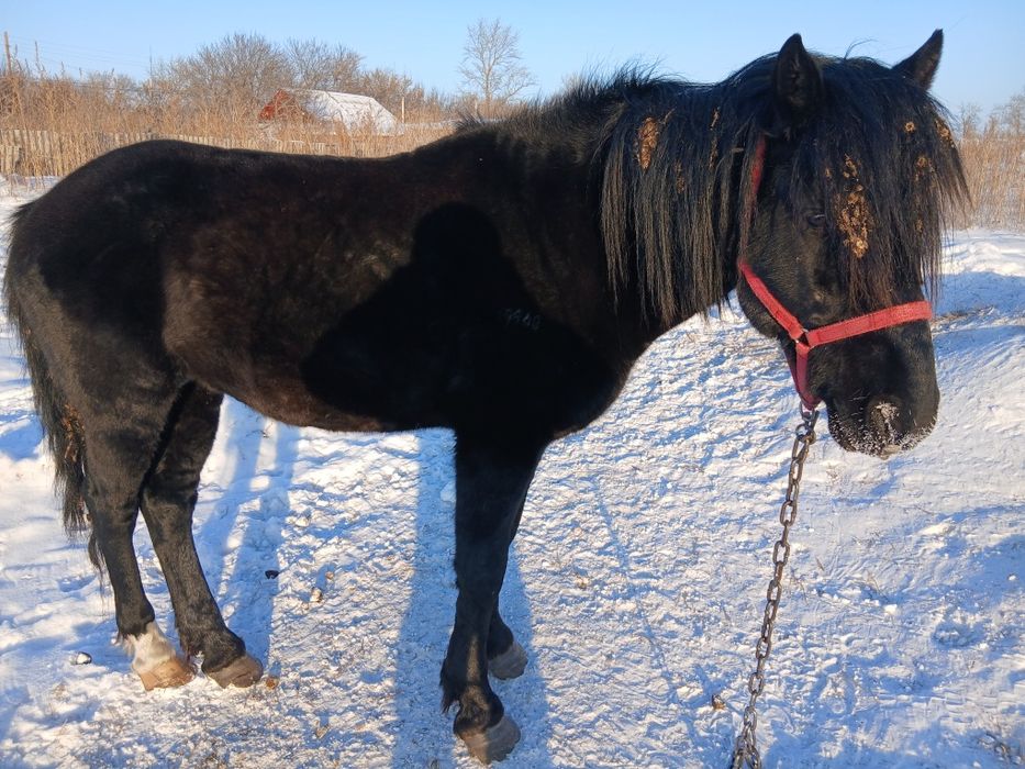 Продам жеребца 7