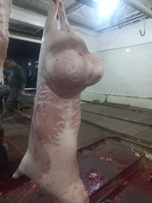 Qo‘chqor oborib so'yib beramiz Qassoblik xizmati sifatli qoylar