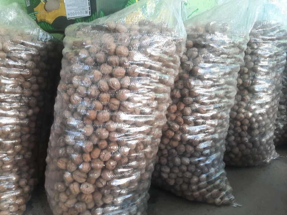 Грецкий орех жангак 2025