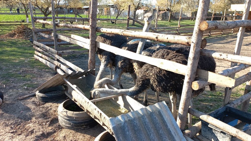 Vând familie de struți și ouă