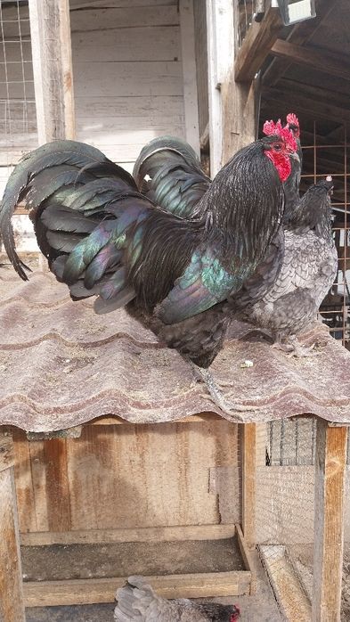Vand cocosi Australorp
