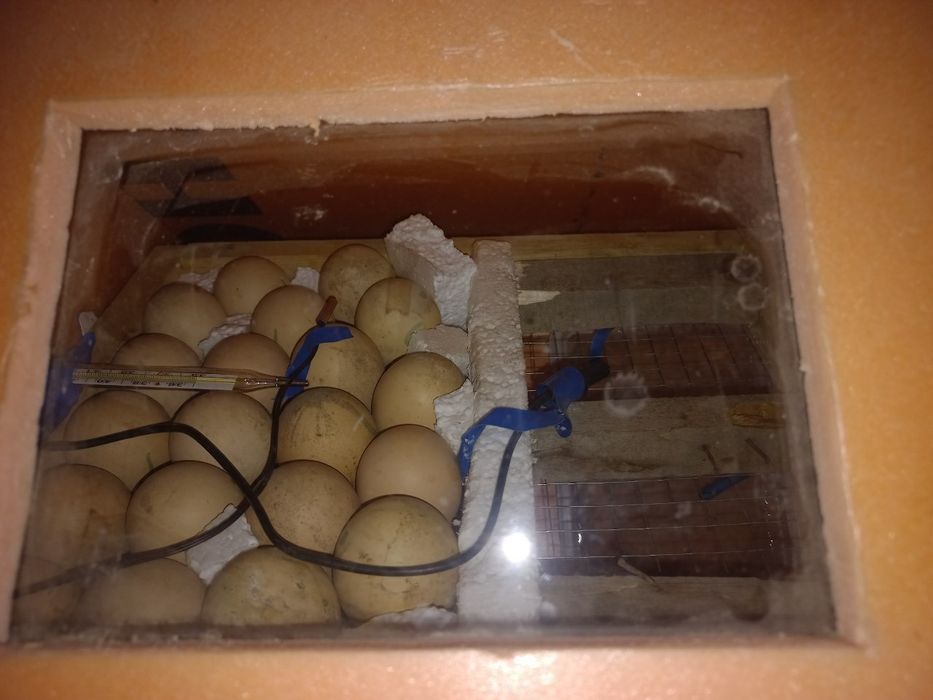 Inkubator Avtomat 35 talik  400 ming kelishamiz