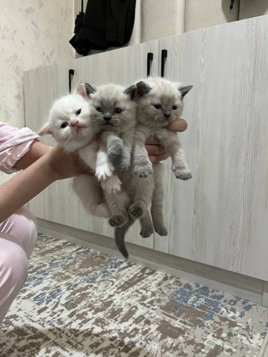 Mushukchalar sotiladi