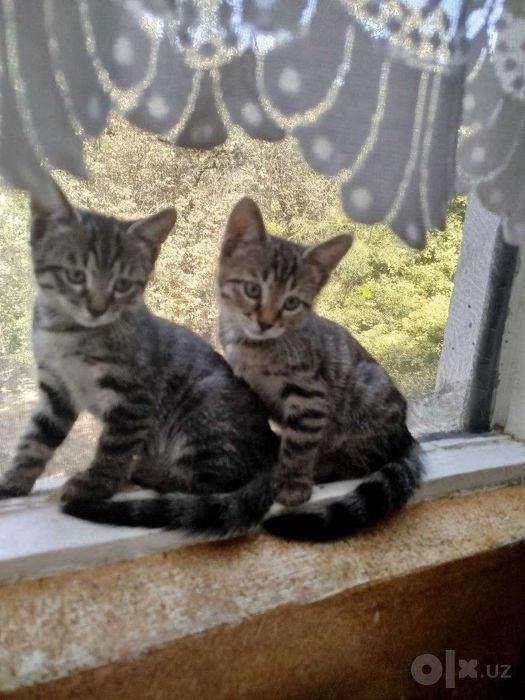 Котята только в добрые заботливые руки.