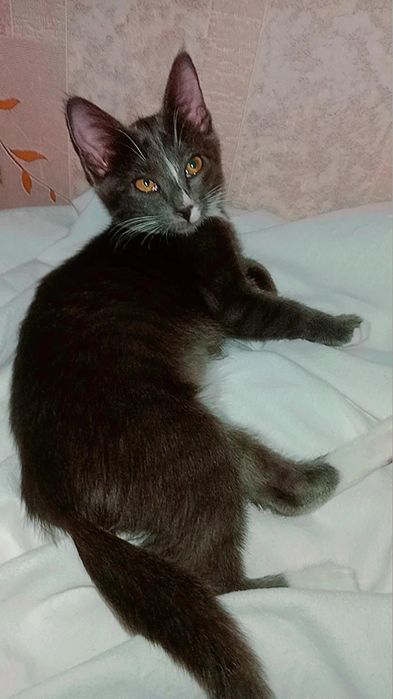 Котята очень КРАСИВЫЕ