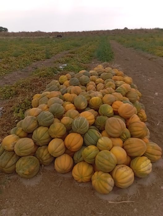 эфиофка қауын, дыня