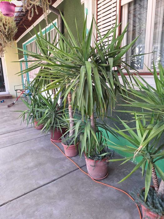 Yuka-floare la ghiveci