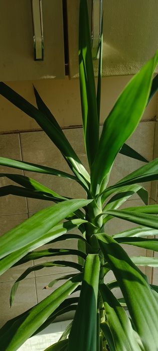 Палма Юка, отлично състояние. Височина 96см.