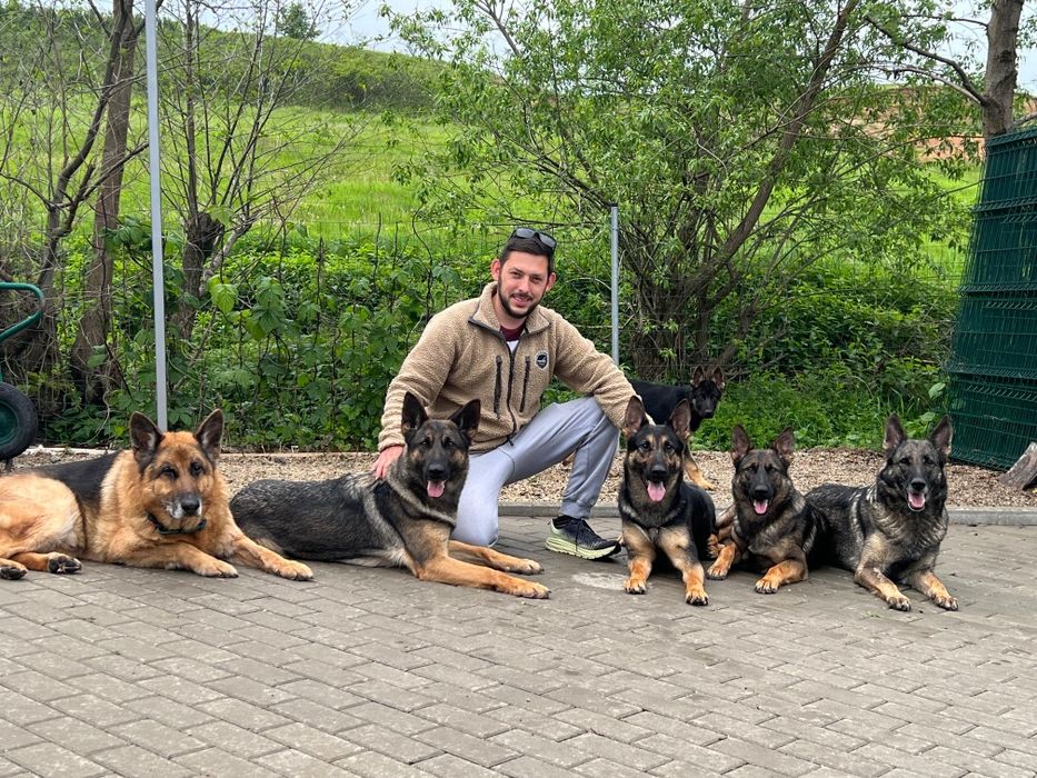 Dresaj canin scoala Dogisland K9