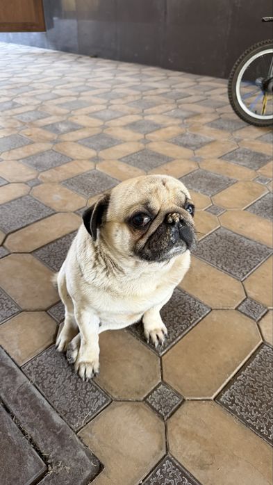 Продается собака Мопс